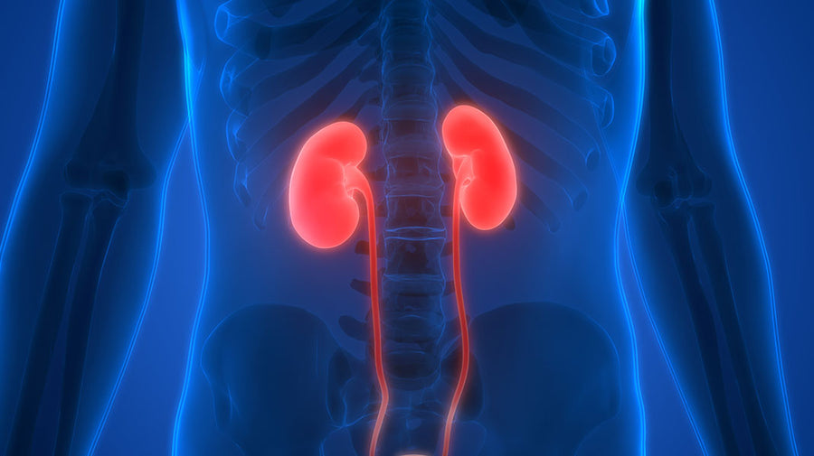 A Spotlight on Your Kidneys